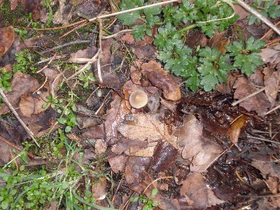 Some more mushrooms.